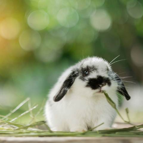 Bunny_Bottom_banner mobile