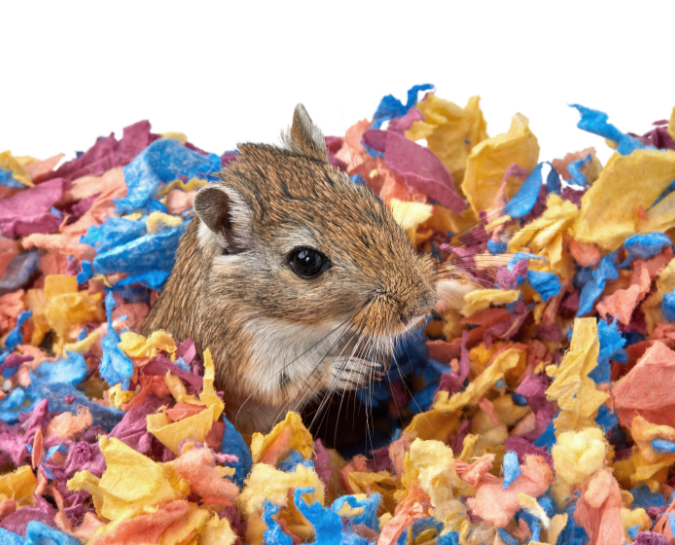 KT_Bedding_Live_24_Gerbil_Kaleidoscope_B