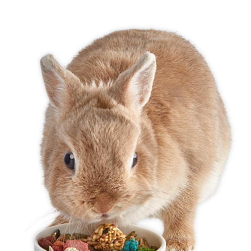 KT_Fiesta_Rabbit_Lifestyle_Bowl_HeadOn