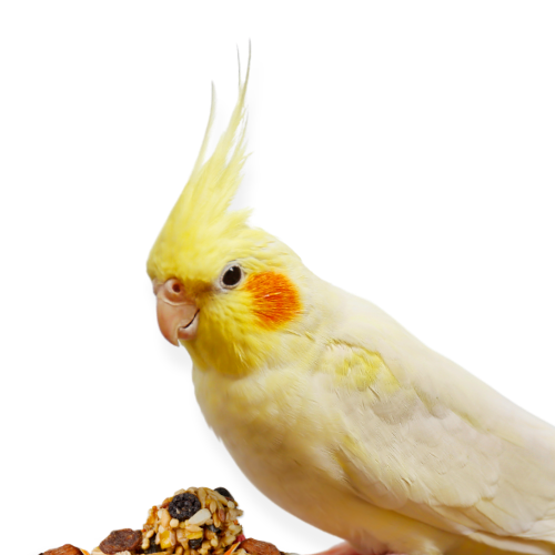 yellowkeet
