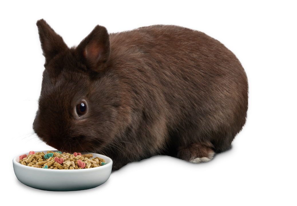 rabbitlifestyleangledbowl