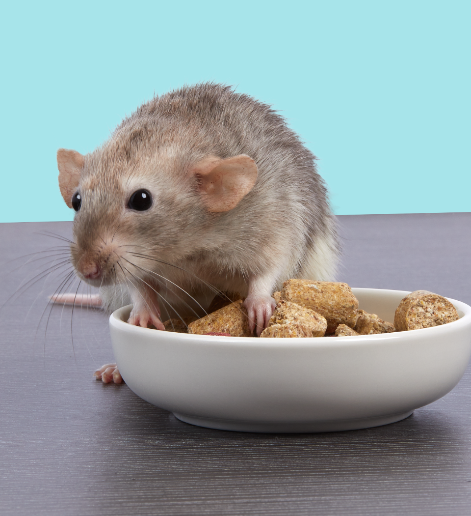 ratlifestyleheadonbowlfloor