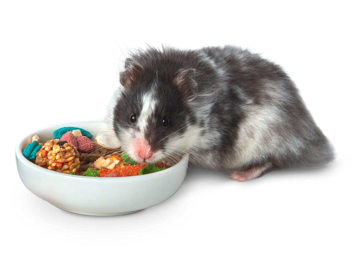SAFiestaHamsterBowl