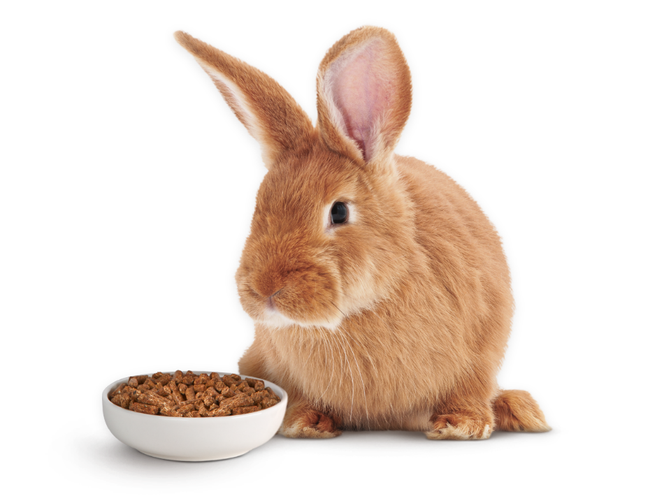 Timothy Complete Icon Image