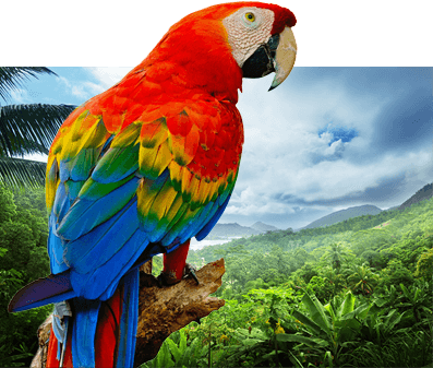 Scarlett Red Green Macaw