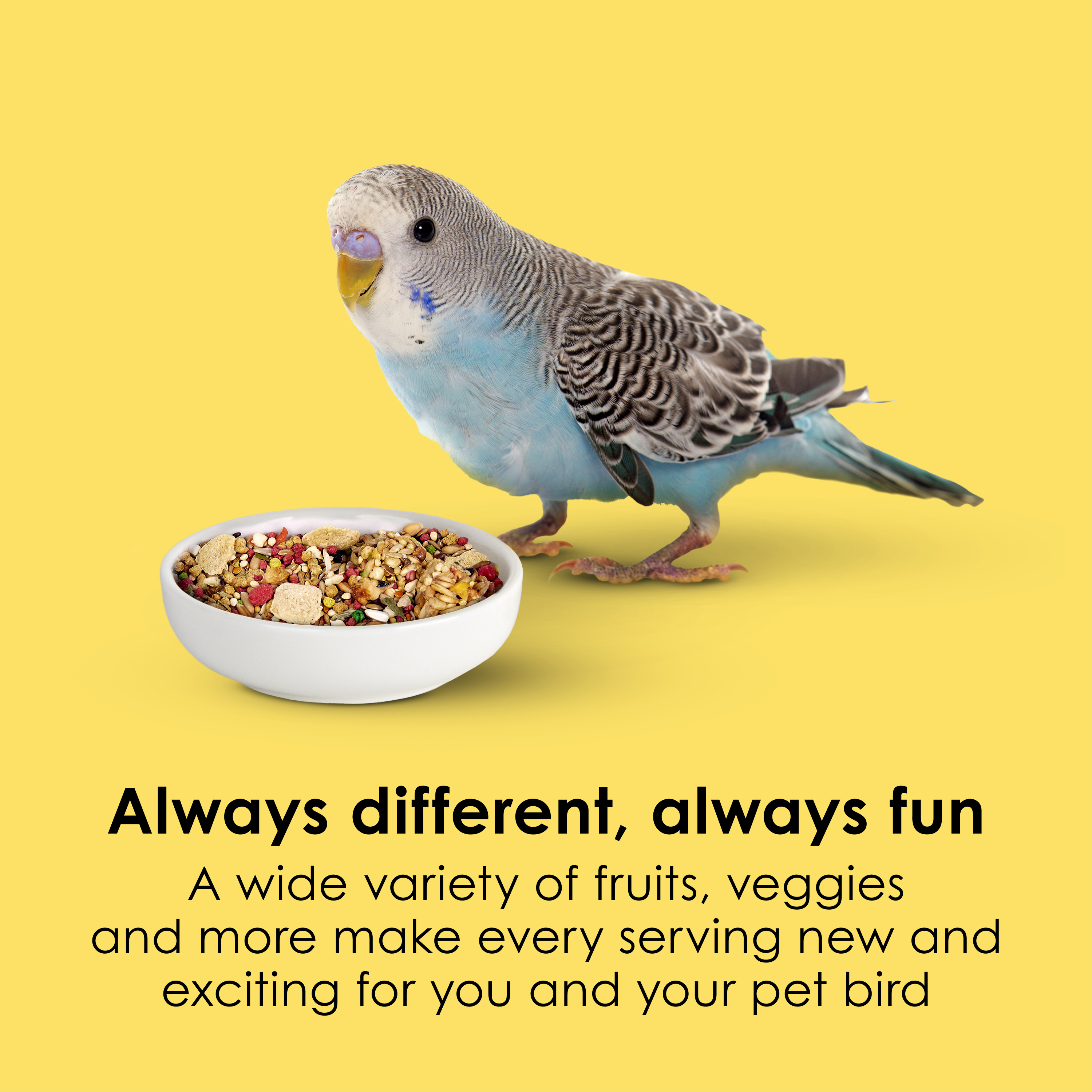 710786827-fiestaparakeet_infographic02