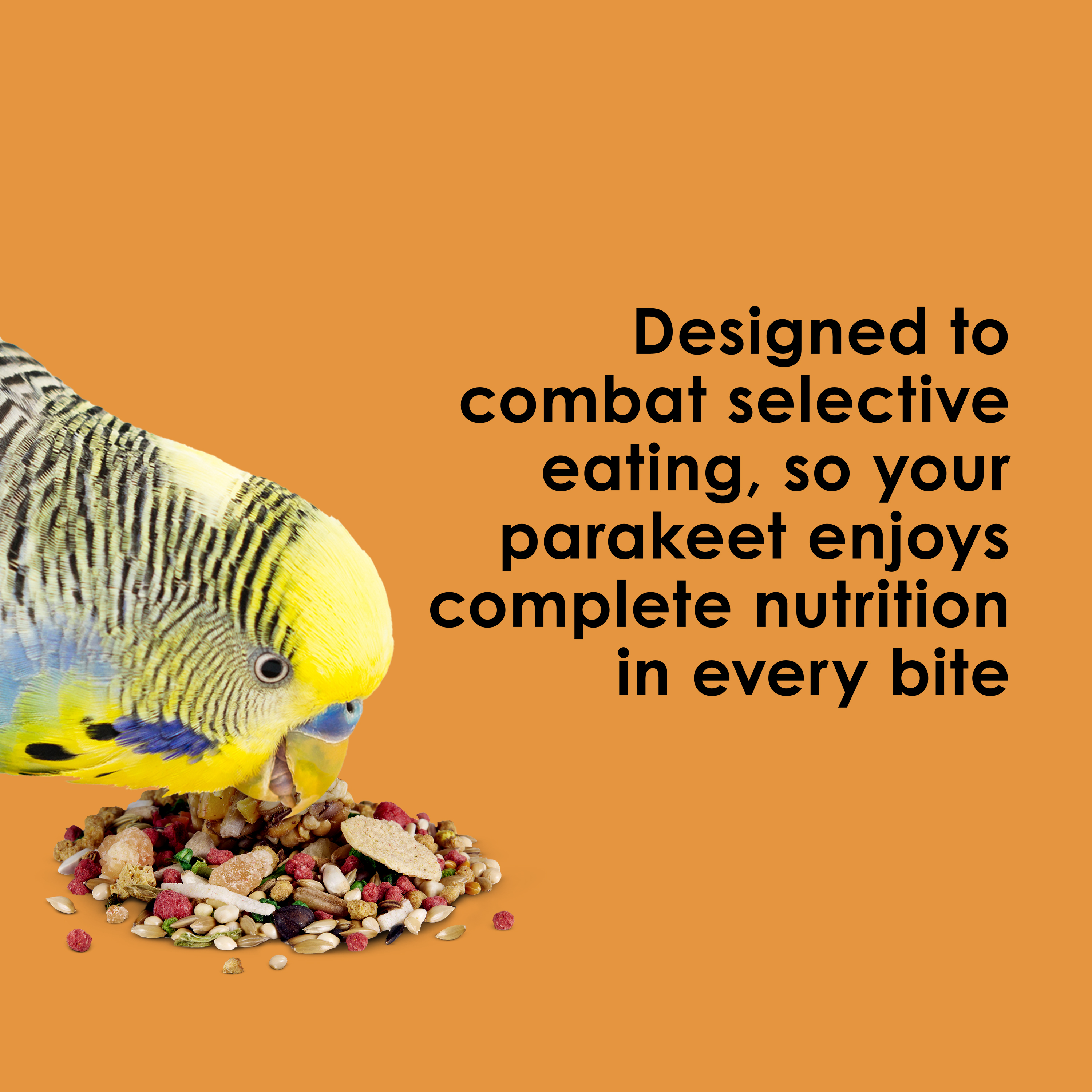 710786841-fiestaparakeet_infographic03