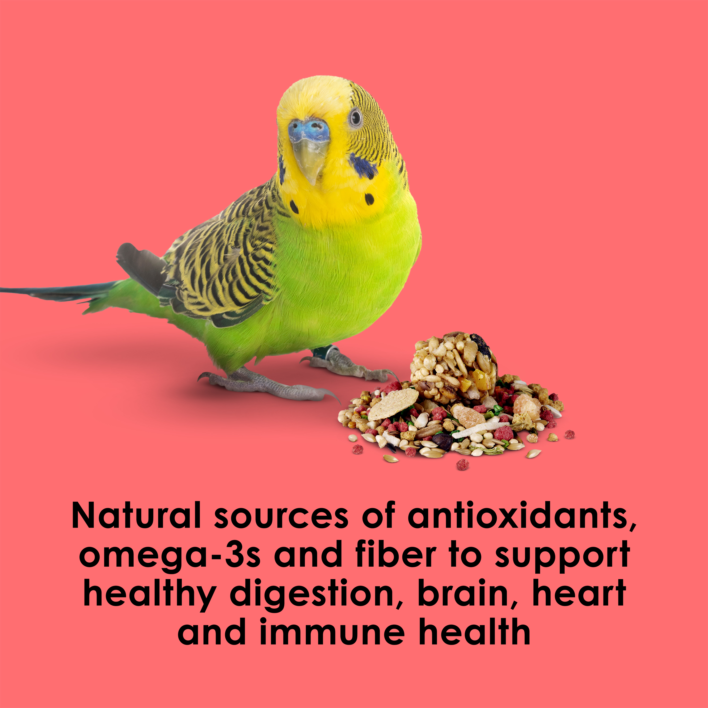 710786857-fiestaparakeet_infographic05