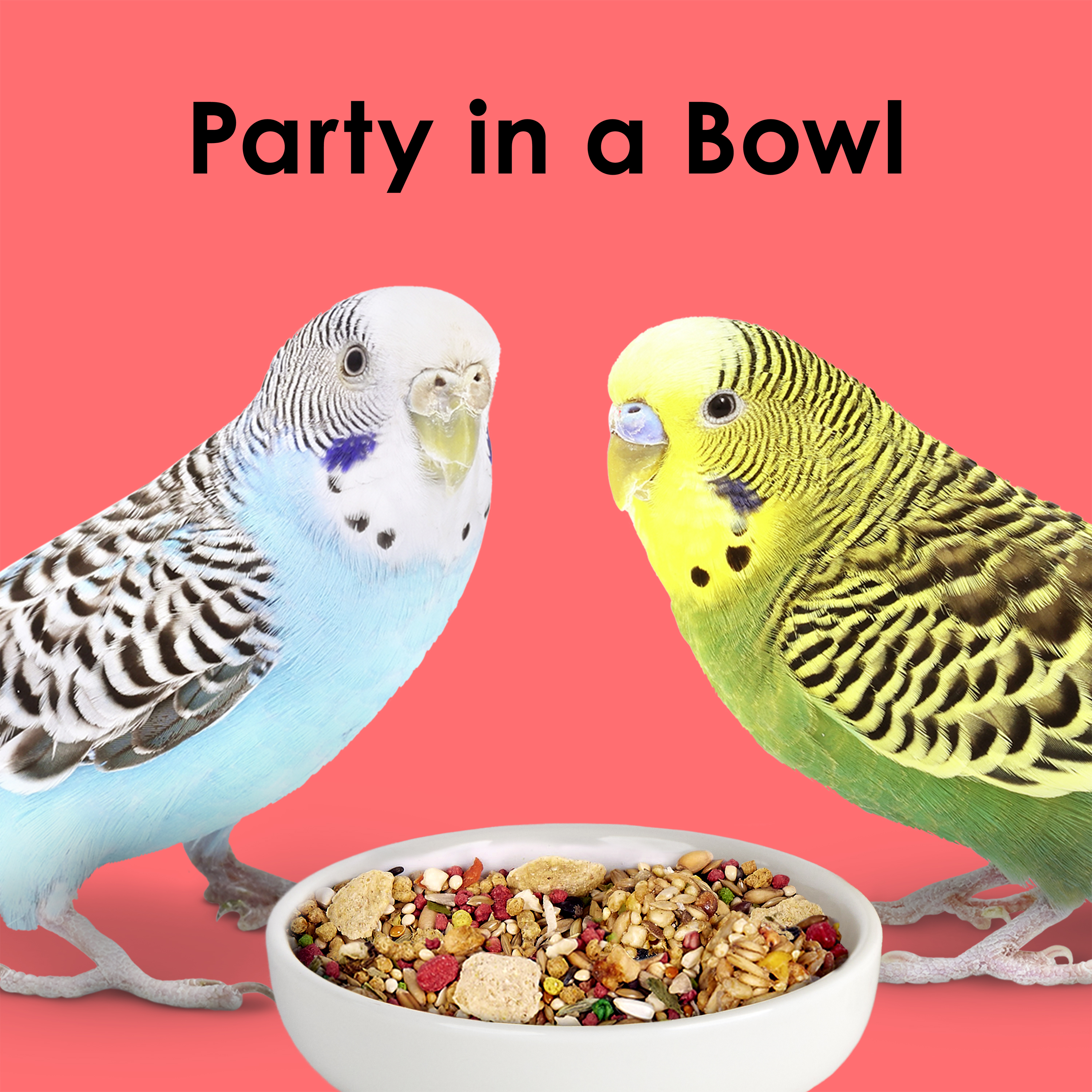710786903-fiestaparakeet_lifestyle01