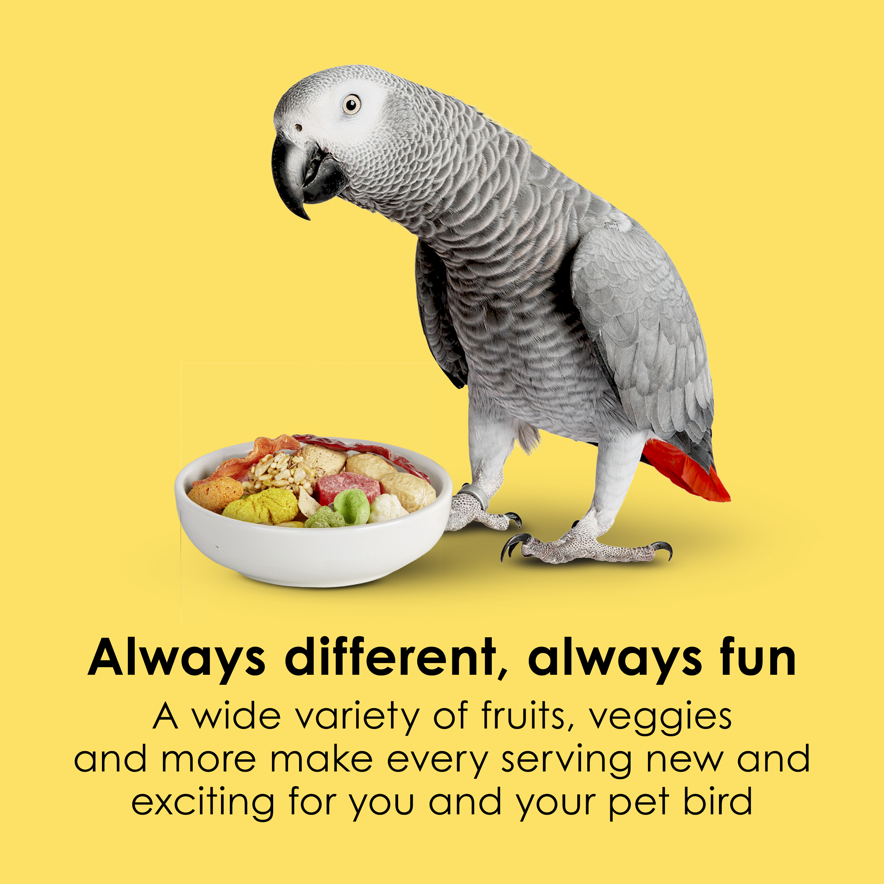 710788733-fiestaparrot_infographic02