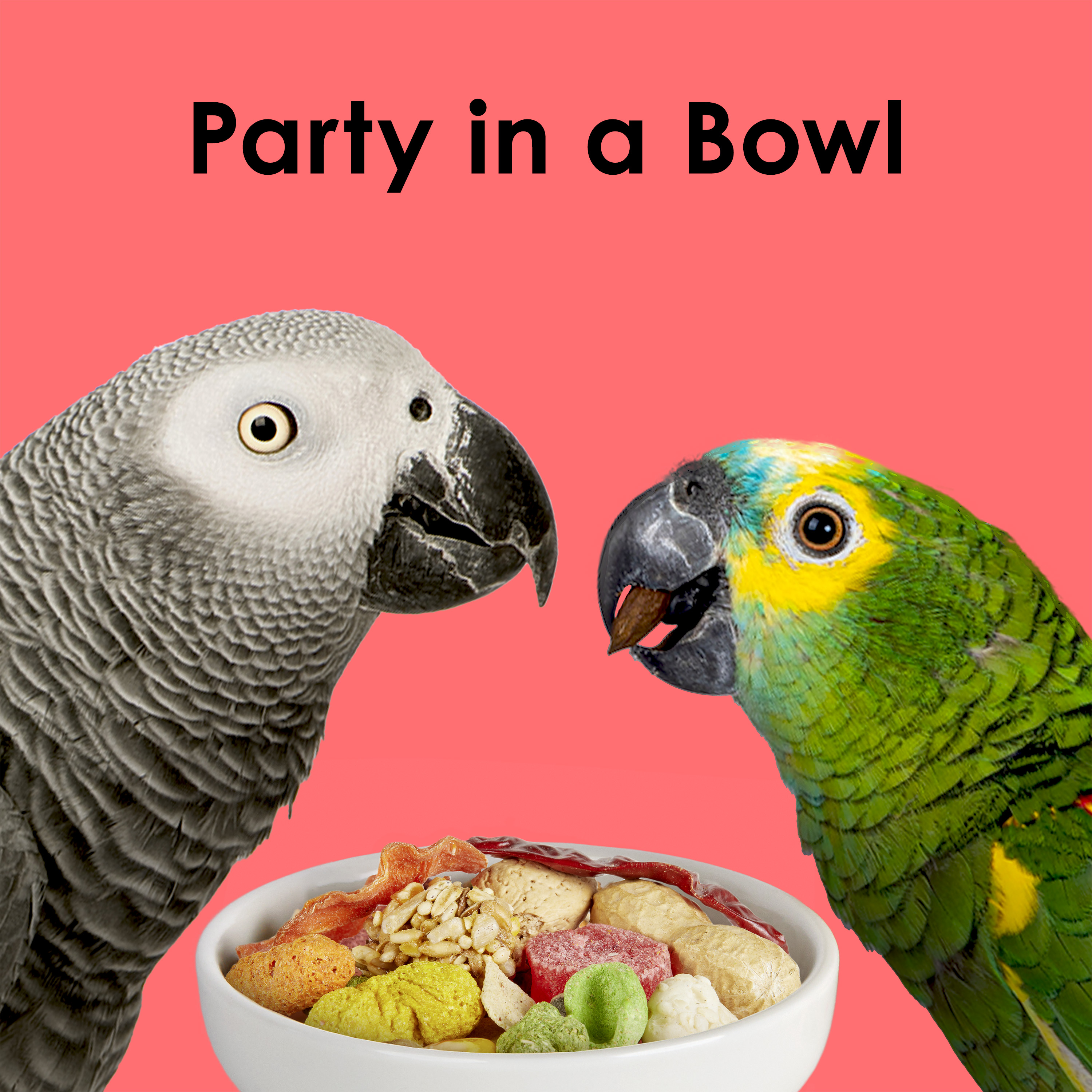 710788776-fiestaparrot_lifestyle02