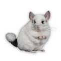 chinchilla-icon
