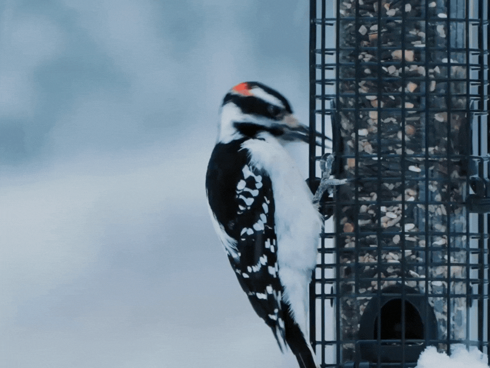 Wildbird Gif