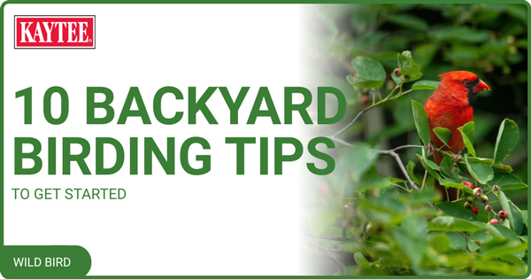 10 Backyard Birding Tips To Get Started