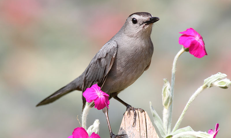 how-to-identify-a-catbird