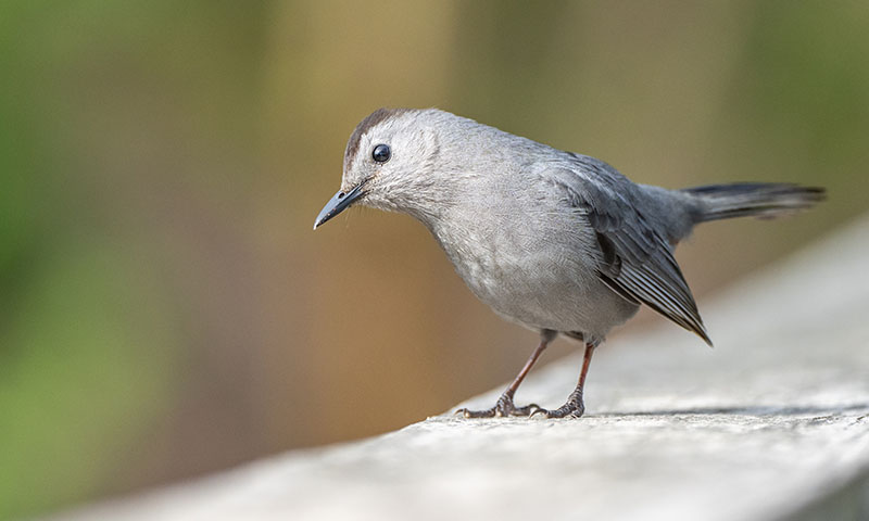 where-to-find-catbirds-in-nature