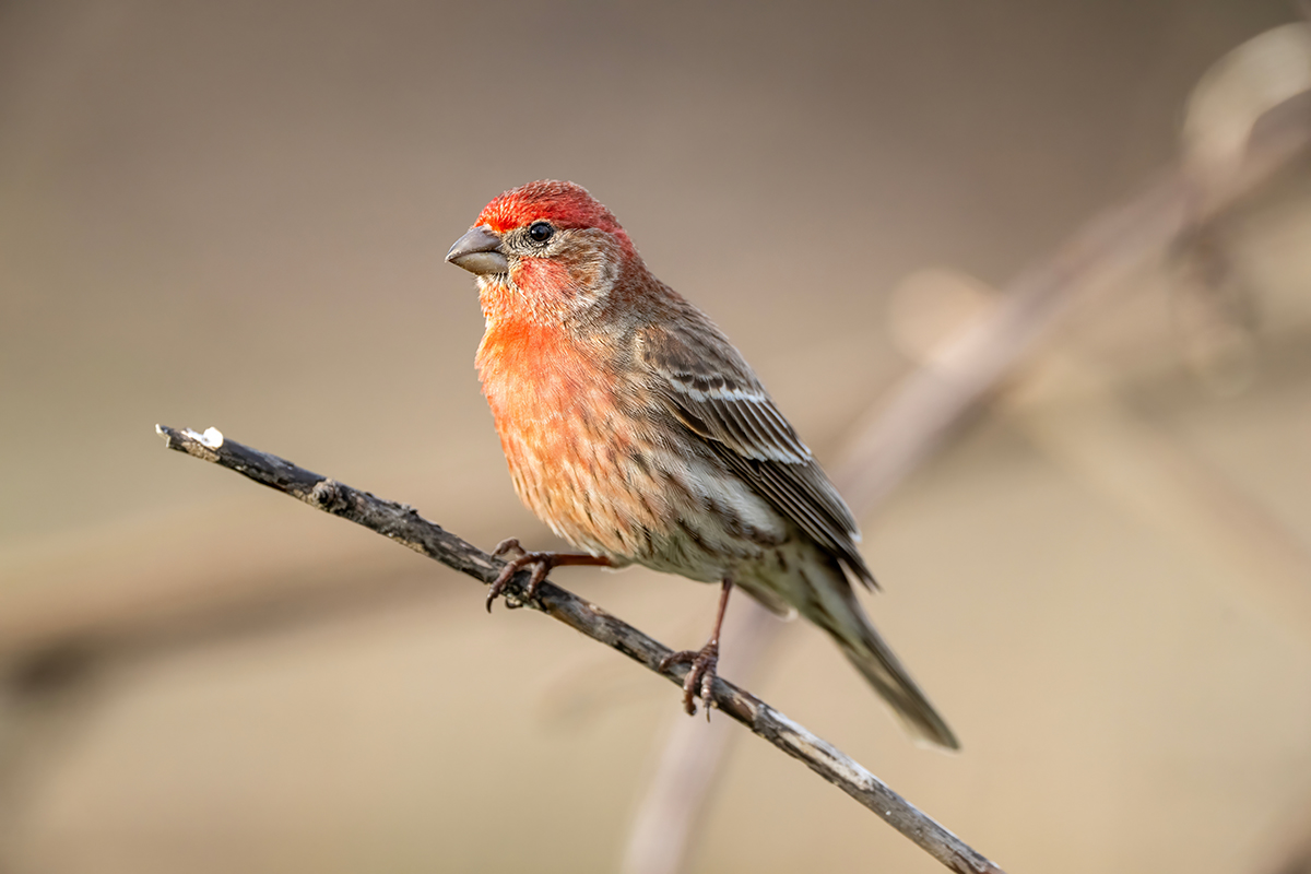 Finches are colorful, compact birds that you can attract to your yard. 