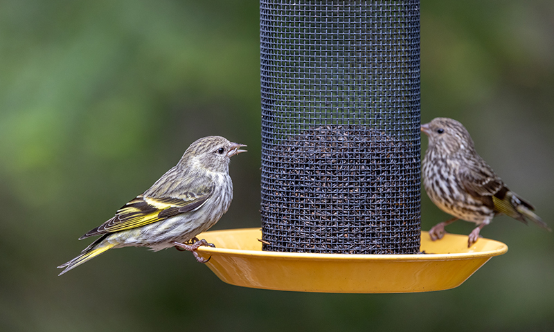 how-to-bring-finches-to-your-backyard