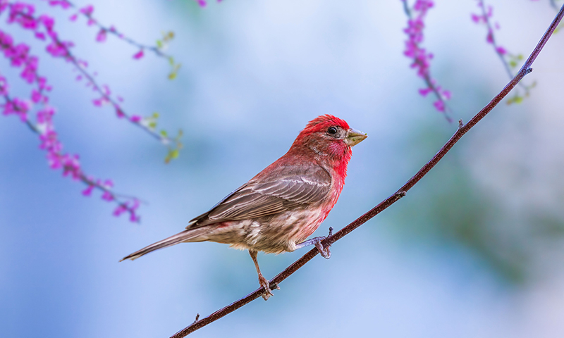 where-to-find-finches-in-nature