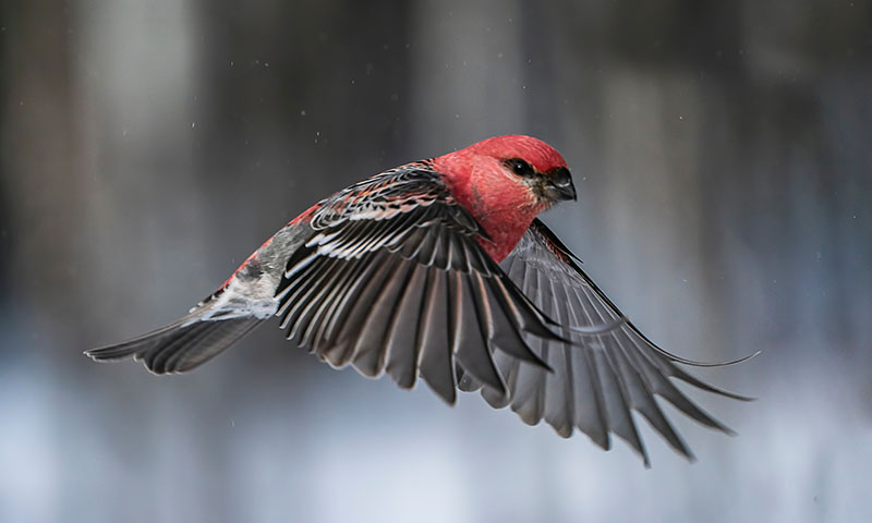 bringing-grosbeaks-to-your-backyard