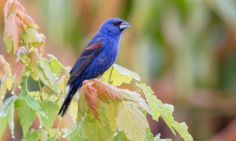 how-to-identify-grosbeaks