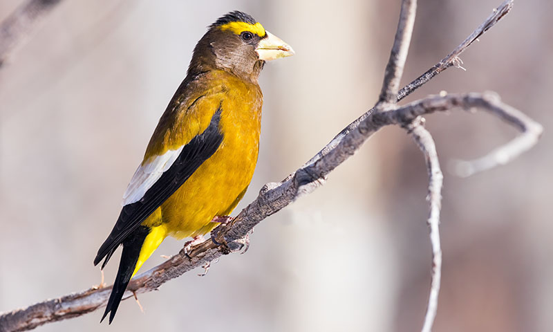 where-to-find-grosbeaks-in-nature