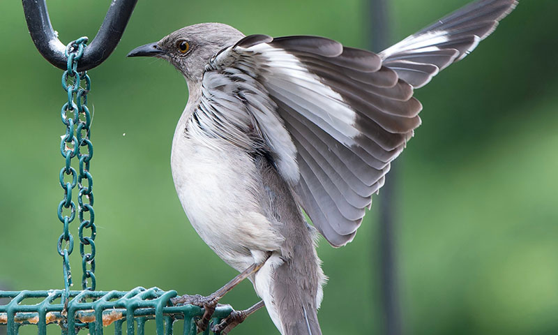how-to-identify-a-mockingbird