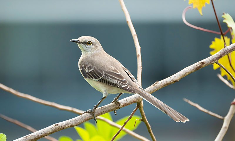 where-to-find-mockingbirds-in-nature
