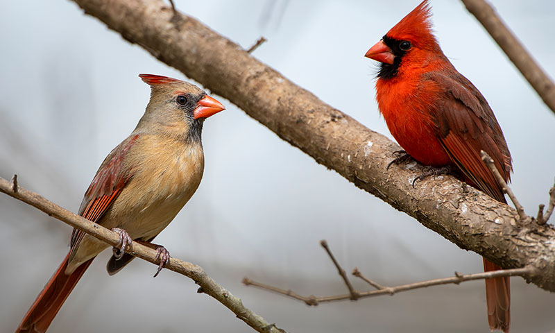 how-to-identify-a-northern-cardinal