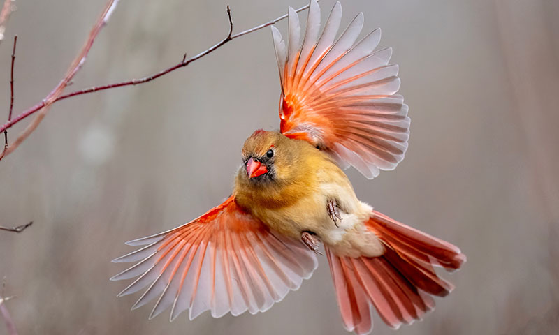 where-to-find-northern-cardinals-in-nature