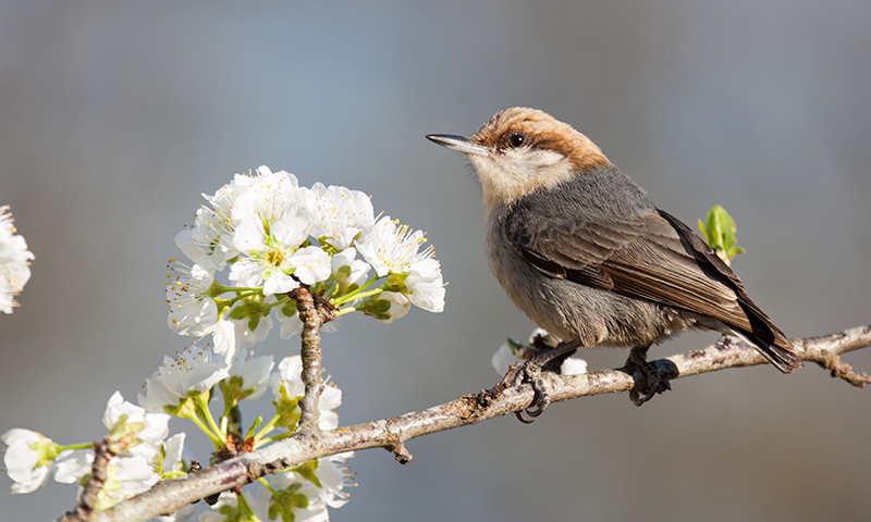 brown-headed-nuthatch