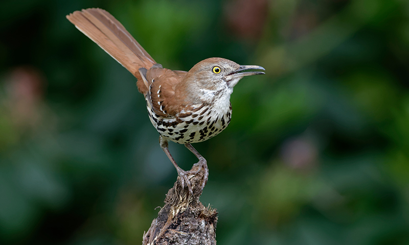 how-to-bring-thrushes-to-your-backyard