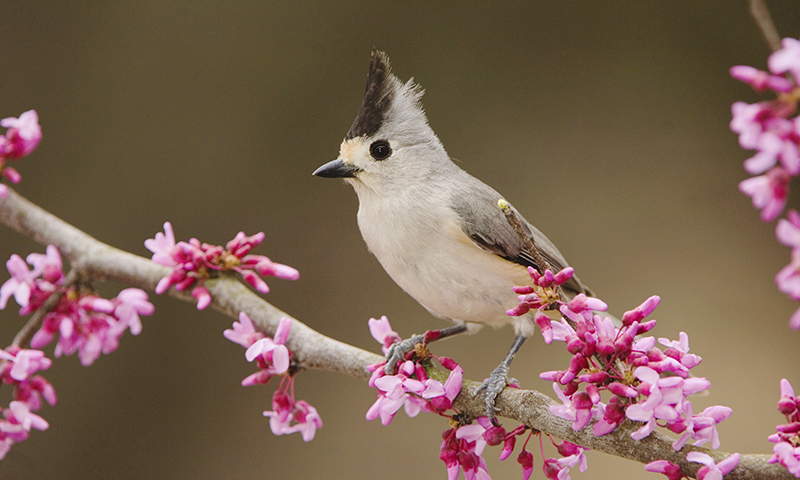 black-crested-titmouse