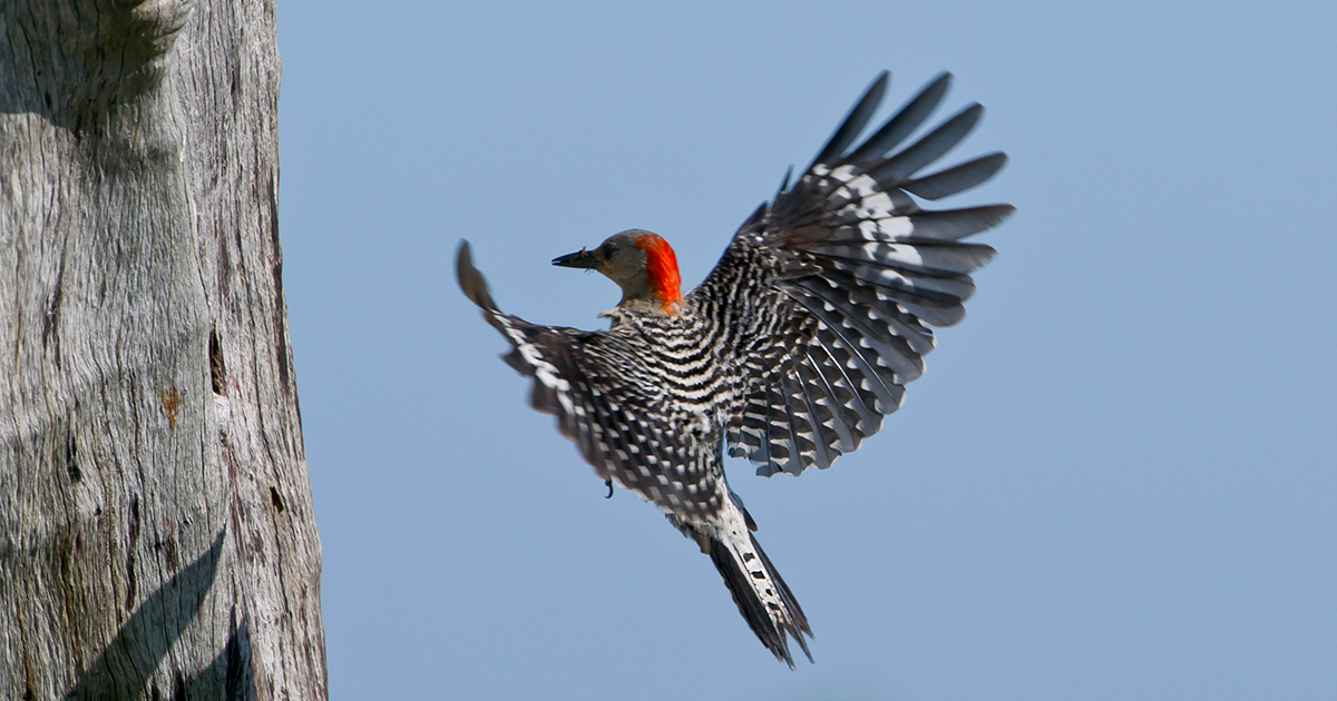 Red-bellied woodpecker flying with food for chicks