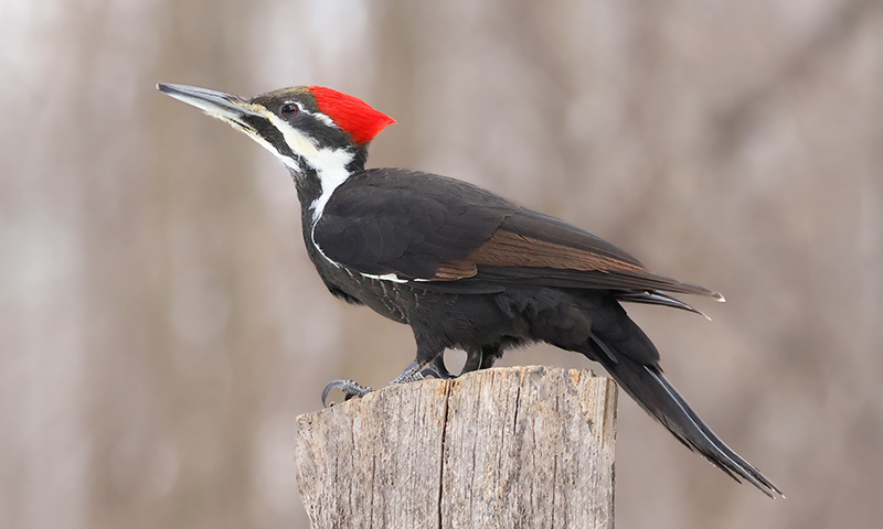 pileated-woodpecker