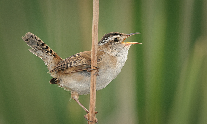 marsh-wren