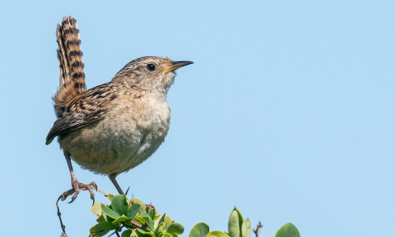 sedge-wren