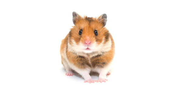 9-hamster-care-tips-for-beginners