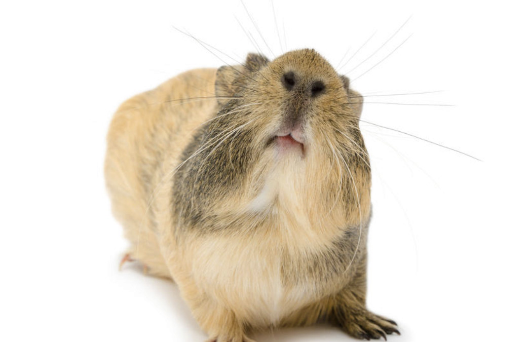 Guinea Pig Noises