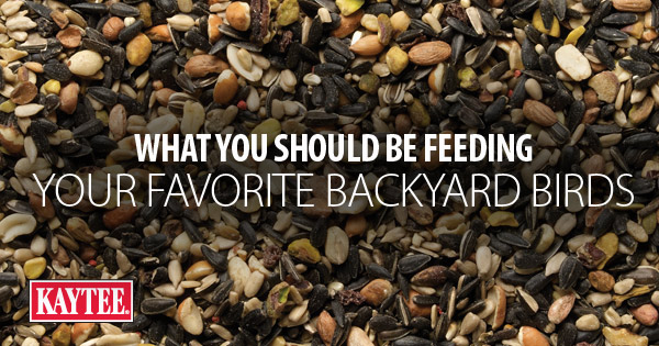 Backyard Birds’ Favorite Bird Seed