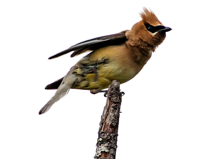 Cedar Waxwing