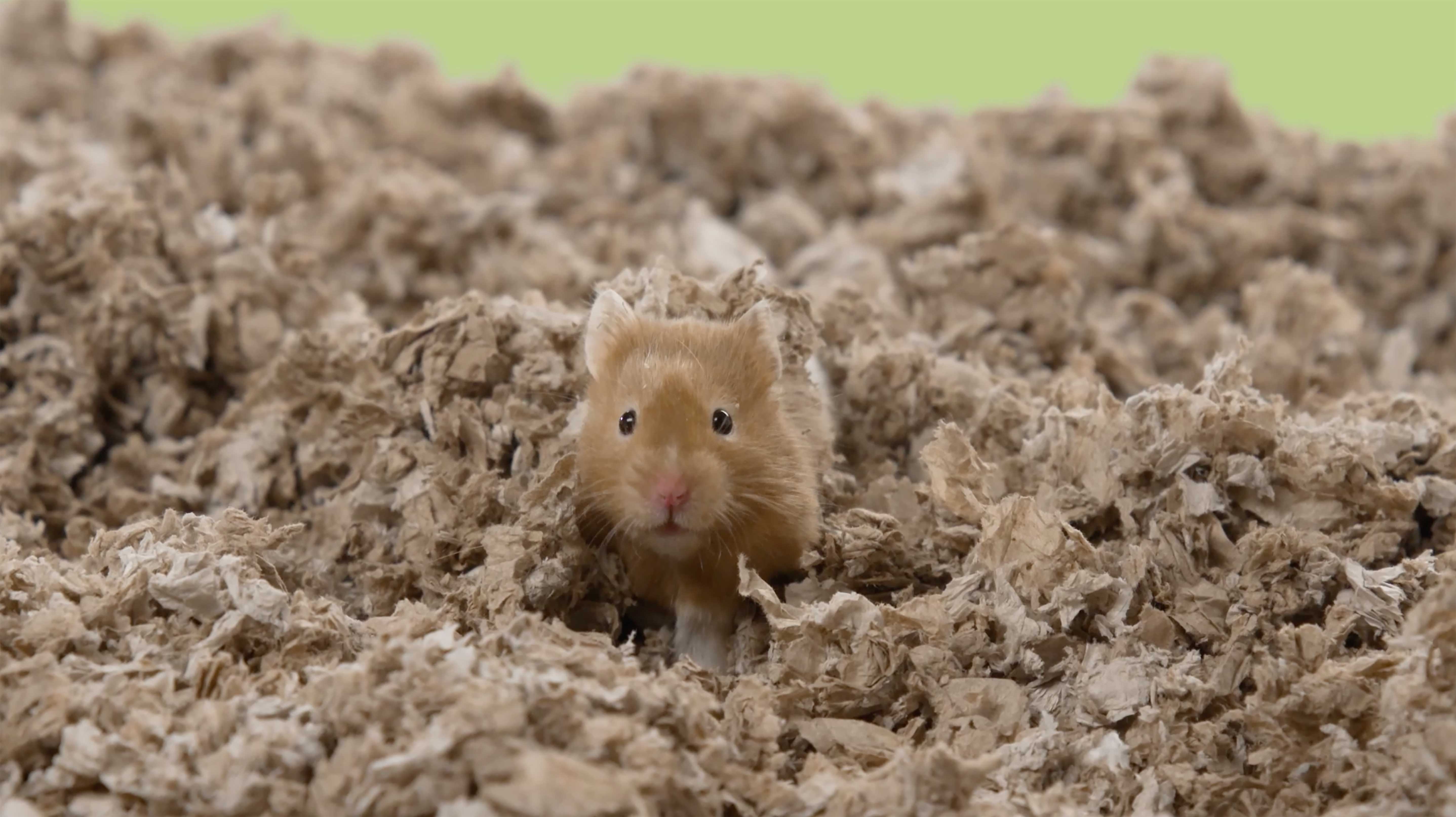 Paper-based products might be the best for little burrowing pets. 