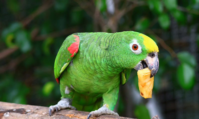 blue-fronted-amazon-parrot