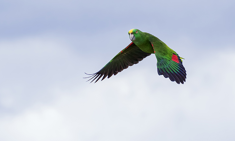 yellow-headed-amazon-parrot-in-flight