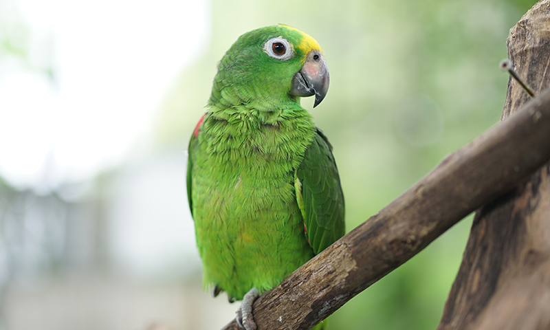 yellow-naped-yellow-headed-amazon-parrot