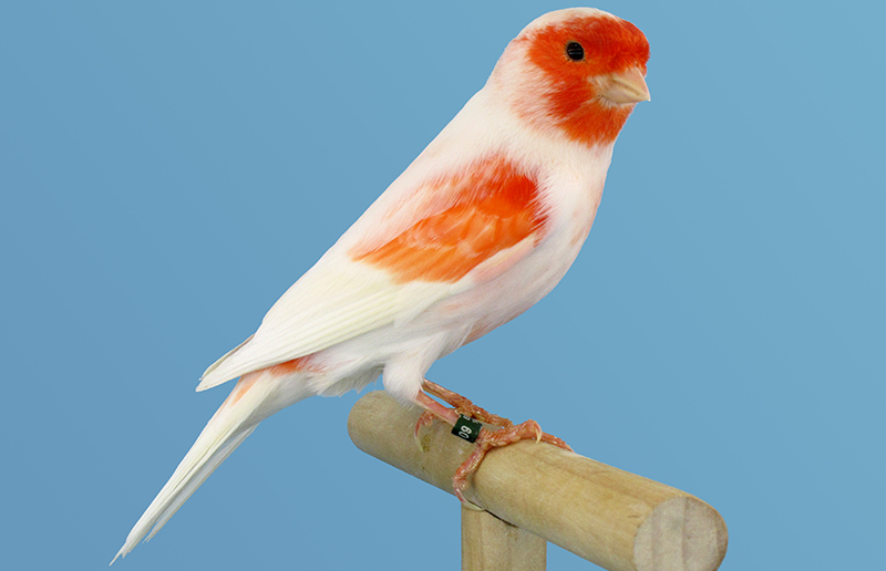 red-and-white-canary