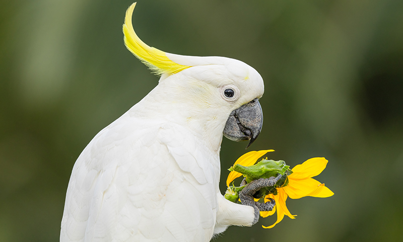 sulfur-crested-cockatoo-eating-yellow-flower