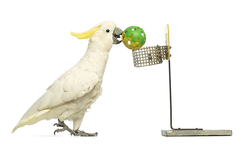 sulfur-crested-cockatoo-playing-basketball