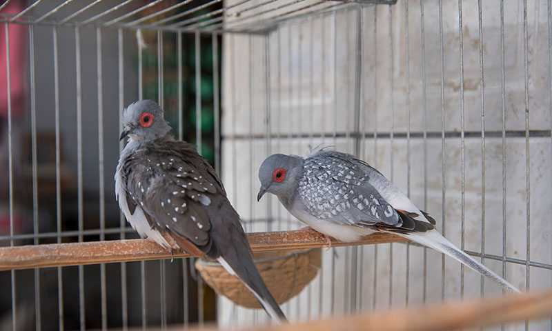 how-big-are-pet-doves