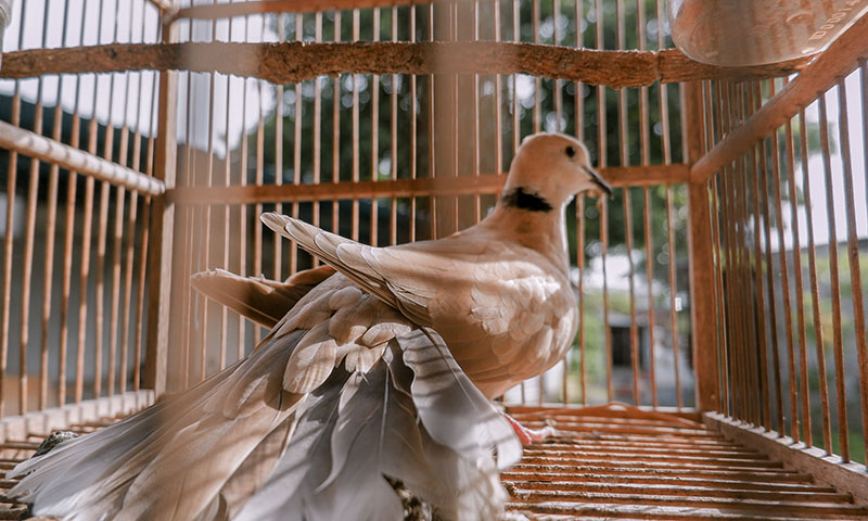 what-colors-are-pet-doves